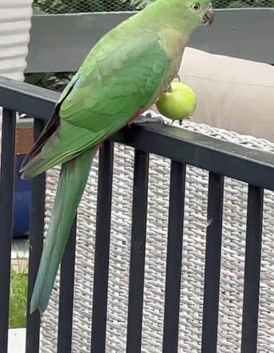 Pet parrot in the garden - Renovate Construction
