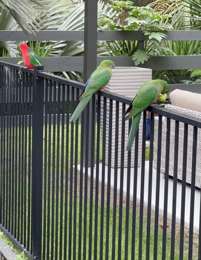 Pet parrots in the garden - Renovate Construction